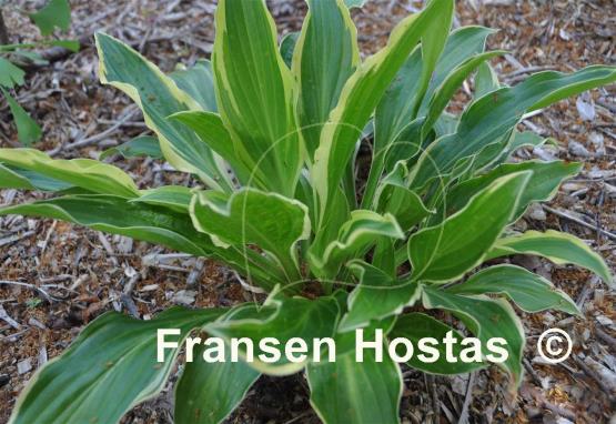 Hosta Harpoon