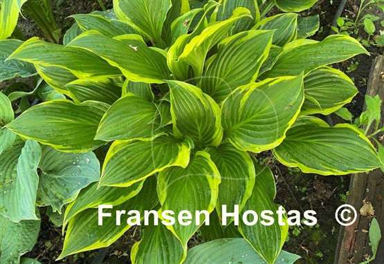 Hosta Harpoon