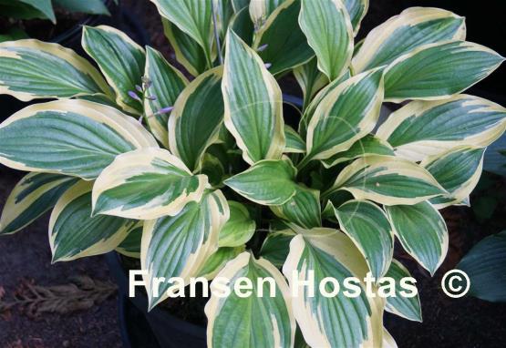 Hosta Harpoon
