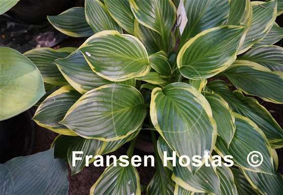 Hosta Harpoon