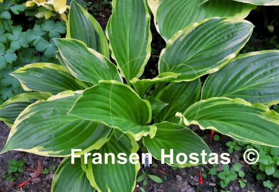 Hosta Harpoon