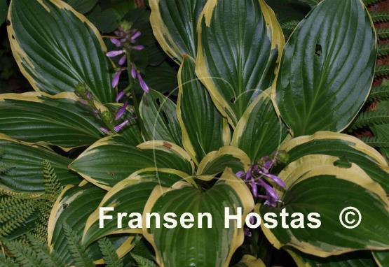 Hosta Harpoon