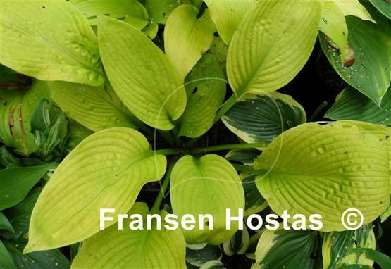 Hosta Harriette Ward