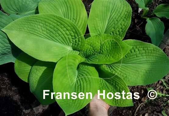 Hosta Harriette Ward