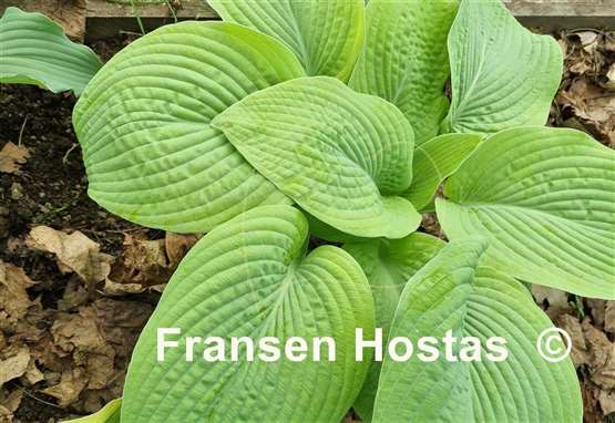 Hosta Harriette Ward