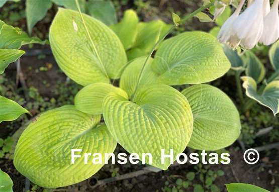 Hosta Harriette Ward
