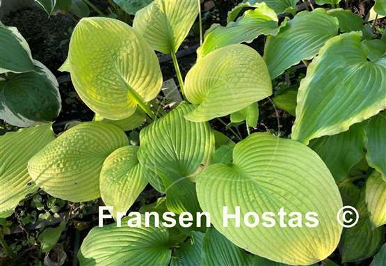 Hosta Harriette Ward