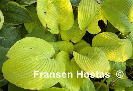 Hosta Harriette Ward