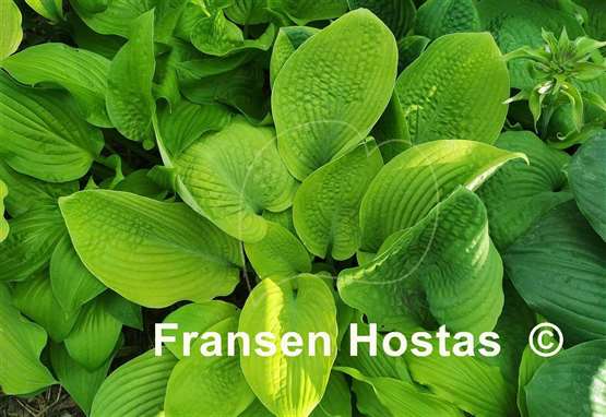 Hosta Harriette Ward