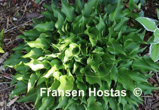 Hosta Harry van Trier