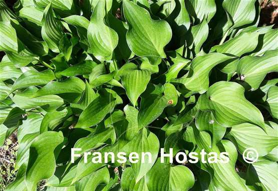 Hosta Harry van Trier