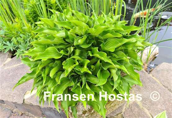 Hosta Harry van Trier