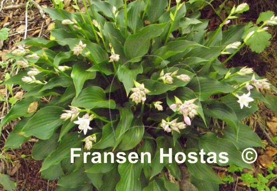 Hosta Harry van Trier