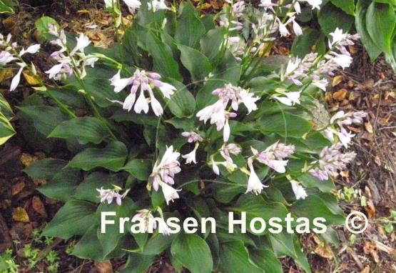Hosta Harry van Trier