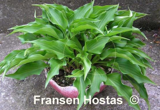 Hosta Harry van Trier