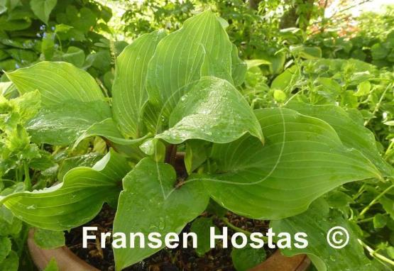 Hosta Harry van de Laar