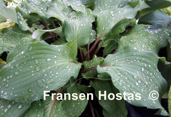 Hosta Harry van de Laar