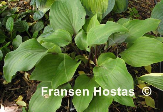 Hosta Harry van de Laar