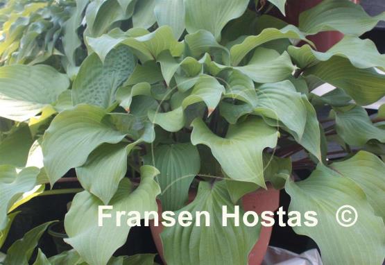Hosta Harry van de Laar