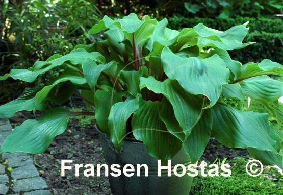 Hosta Harry van de Laar