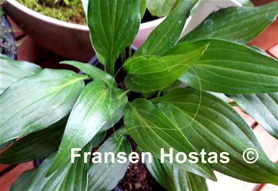 Hosta Harvest Dawn