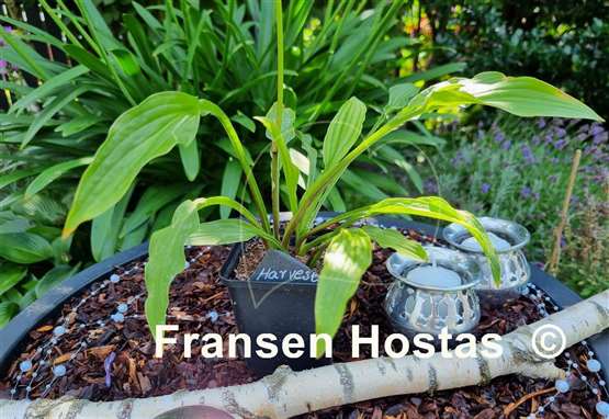 Hosta Harvest Dawn