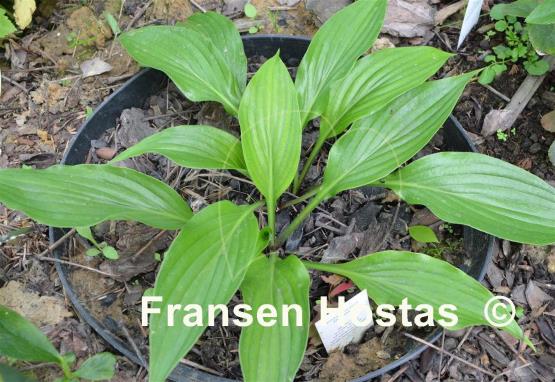 Hosta Harvest Delight