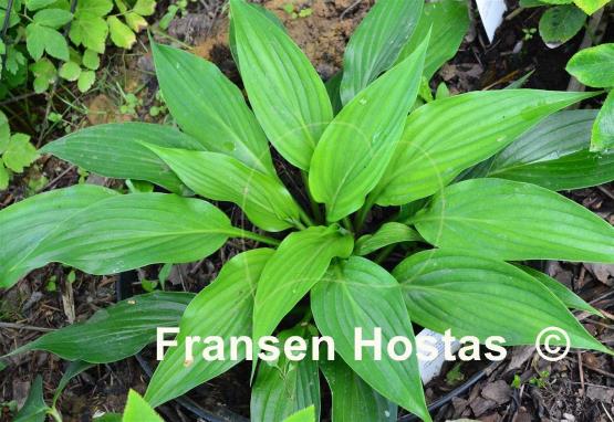 Hosta Harvest Delight