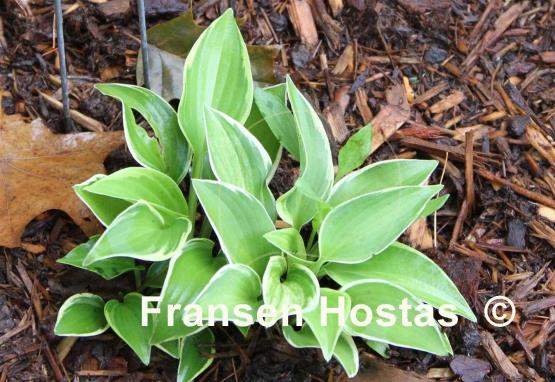 Hosta Hasamona Cynthia Ann