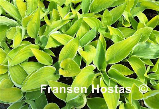 Hosta Hat Trick