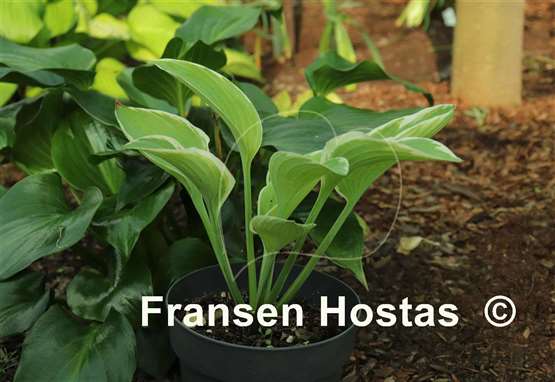 Hosta Hat Trick