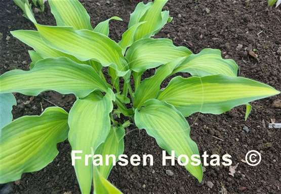 Hosta Hawaiian Luau