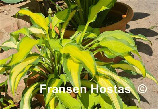Hosta Hawaiian Luau