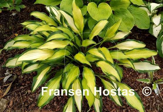 Hosta Hawaiian Luau