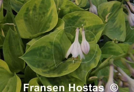 Hosta Hawkeye
