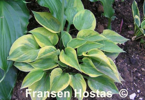 Hosta Hawkeye