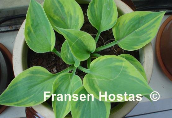 Hosta Hawkeye