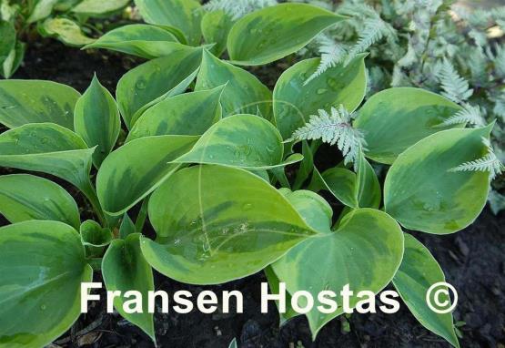 Hosta Hawkeye