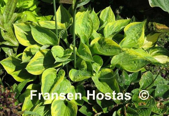 Hosta Hawkeye