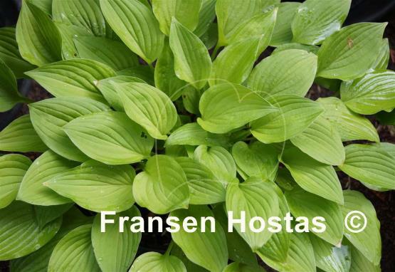 Hosta Hazel