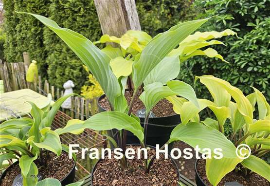Hosta Hear No Evil
