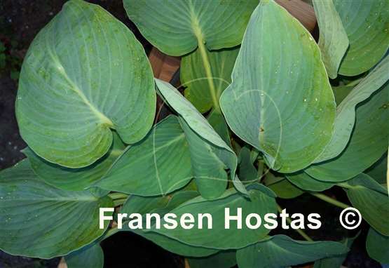 Hosta Heart Throb