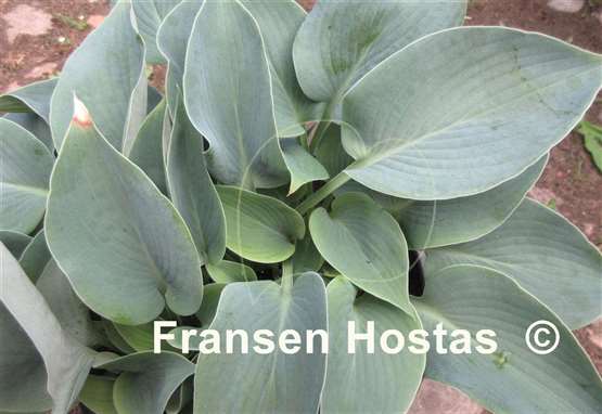 Hosta Heart Throb