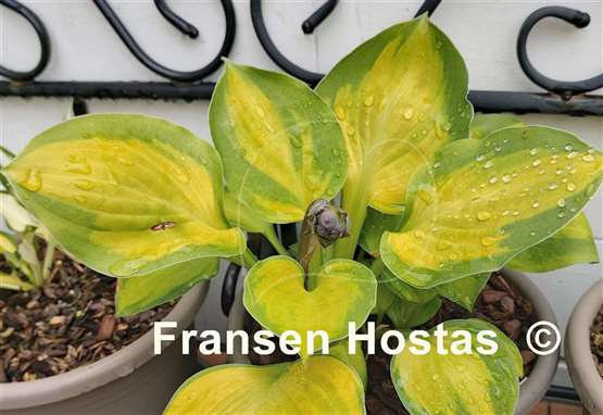 Hosta Heart and Soul