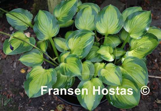 Hosta Heart and Soul