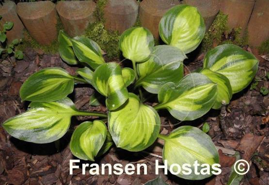 Hosta Heart and Soul