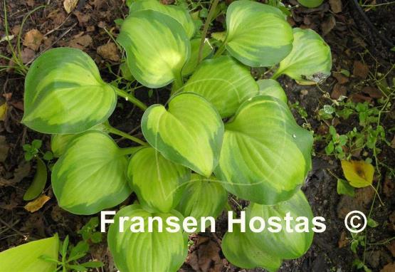 Hosta Heart and Soul