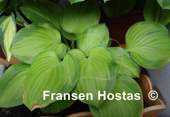 Hosta Heart and Soul
