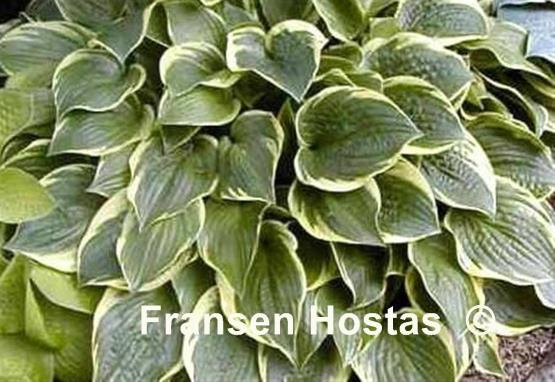 Hosta Heartbeat