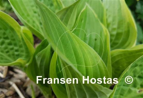 Hosta Heartbeat